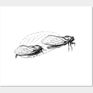 Cicadas Ink Drawing Posters and Art